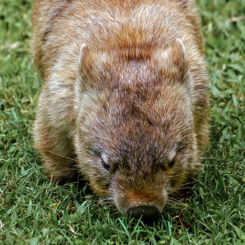 young brown wombat walking vertical