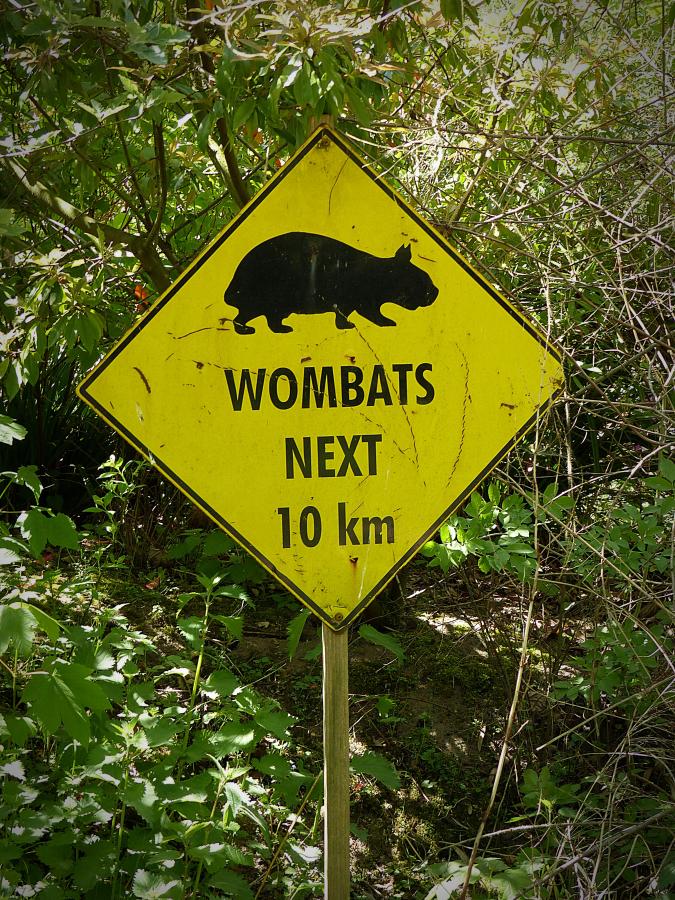 wombat sign road crossing australia