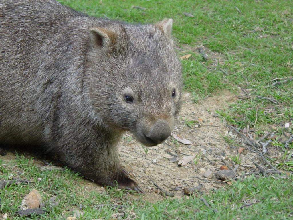 wombat pose facing camera