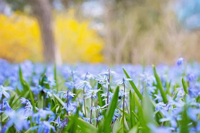 snow piercer spring flower blue grass